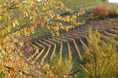 Weingebiet Comer See